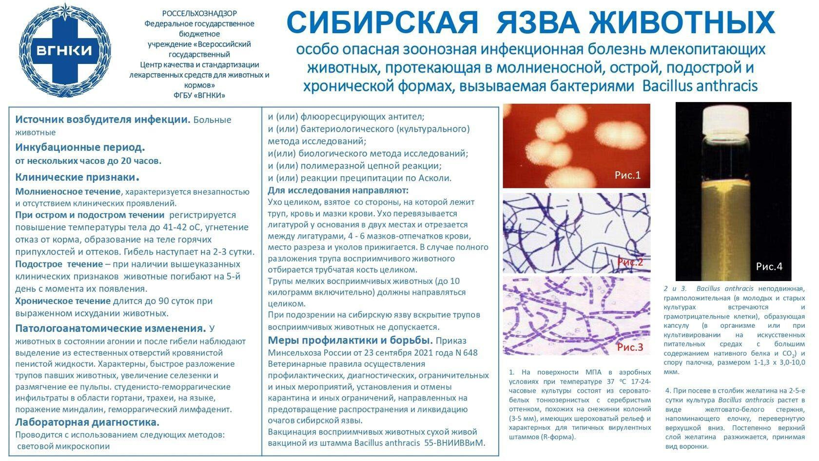 Составление плана мероприятий по борьбе с сибирской язвой животных